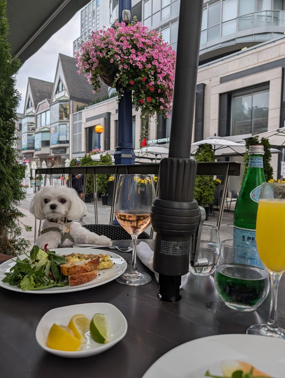 Cheerio at the table on Sassafraz's Yorkville patio, with hanging flowers and the Cumberland Street streetscape behind